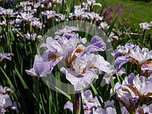 Iris Ãâ sibtosa Ã¢â¬ËLavender LandscapeÃ¢â¬â¢ with beautiful lavender pink fall petals, paler standards, styles - near white and small